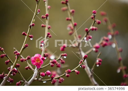 雨後的紅梅花，每個下雨都會感覺溫暖的季節 36574996