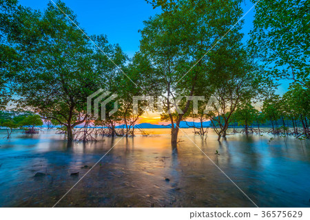 The sun shines through the mangrove trees The sun shines through the mangrove trees 36575629
