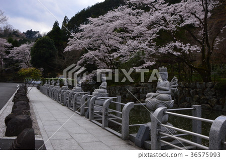 Kojoji Temple的櫻花是Hachioji Hachisawa City 36575993