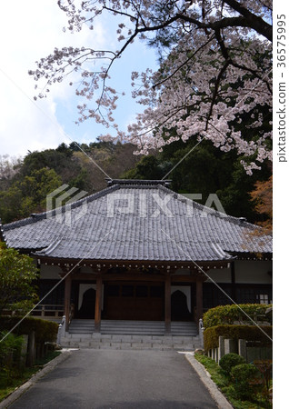 The cherry blossoms of Kojoji Temple is Hachioji Hachisawa City 36575995