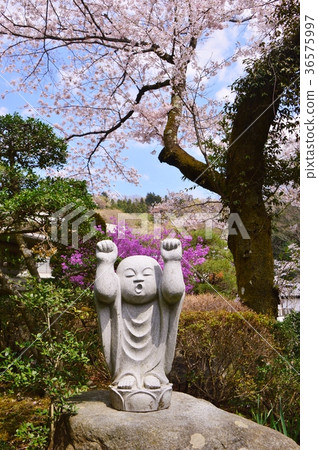 Kojoji Temple的櫻花是Hachioji Hachisawa City 36575997