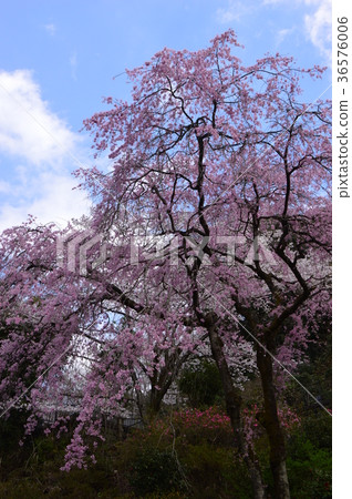 Kojoji Temple的櫻花是Hachioji Hachisawa City 36576006