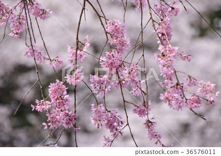 Kojoji Temple的櫻花是Hachioji Hachisawa City 36576011