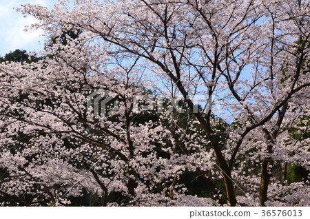 Kojoji Temple的櫻花是Hachioji Hachisawa City 36576013