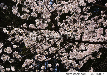 Kojoji Temple的櫻花是Hachioji Hachisawa City 36576014