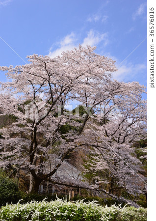 Kojoji Temple的櫻花是Hachioji Hachisawa City 36576016