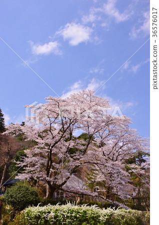 Kojoji Temple的櫻花是Hachioji Hachisawa City 36576017