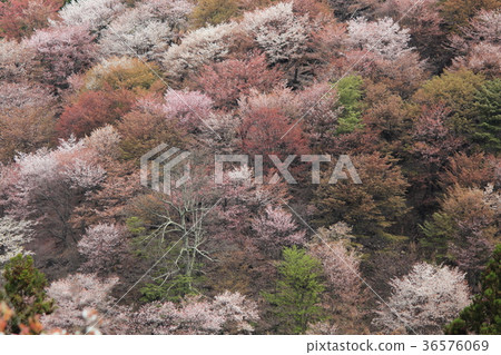 Yoshino Sakura Nakasen 36576069