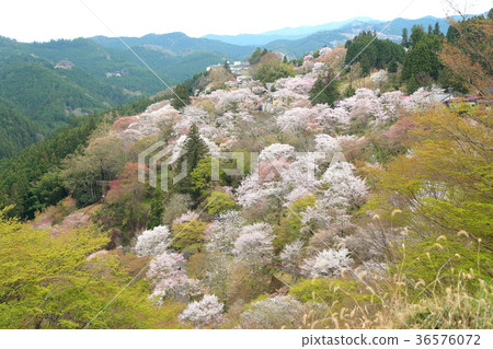 Yoshino cherry blossom view 36576072