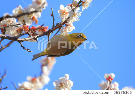 Plum garden plum blossoms and whitetail Plum garden plum blossoms and whitetail 36576366