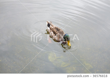 Ducks in Hyde Park, London, UK. 36576818