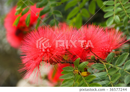 紅色合歡 美洲合歡 36577244