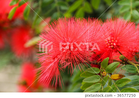 Red acacia 36577250