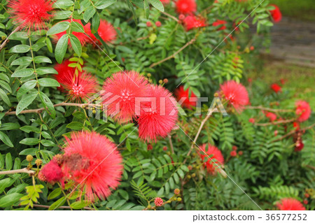 紅色合歡 美洲合歡 36577252