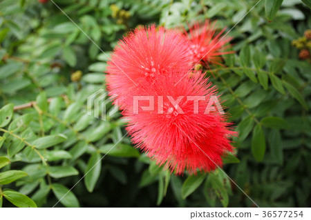 紅色合歡 美洲合歡 36577254