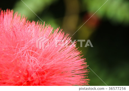 紅色合歡 美洲合歡 36577256