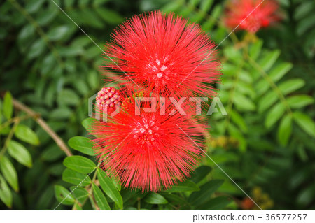 Red acacia 36577257
