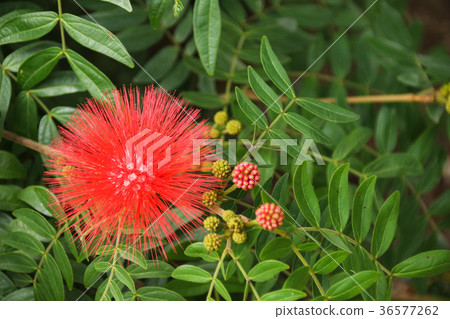 Red acacia Red acacia 36577262