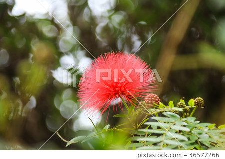 紅色合歡 美洲合歡 紅色合歡 美洲合歡 36577266