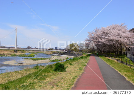 The cherry blossoms near Fureai Bridge are Asakawa Tate Hino City 36577370