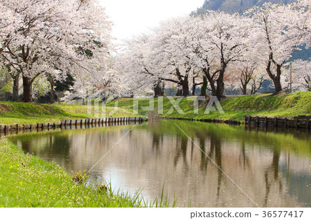 Satoyama櫻花 Satoyama櫻花 36577417