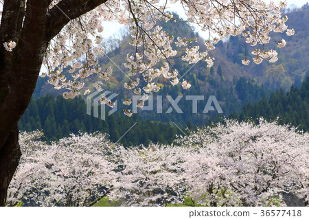 Satoyama櫻花 Satoyama櫻花 36577418