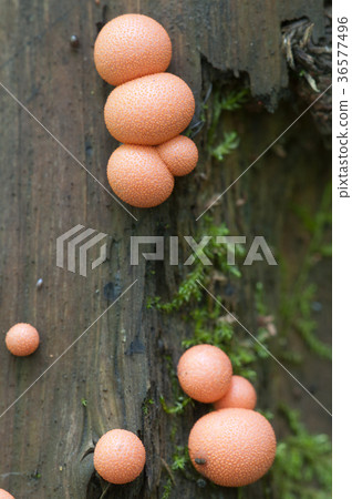 Lycogala epidendrum Lycogala epidendrum 36577496