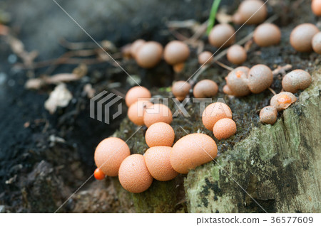 Lycogala epidendrum 36577609