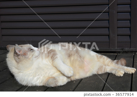 貓躺在遏制，放鬆，午睡 36577914