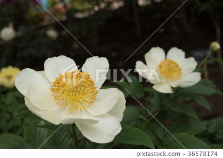 Peony Peony 36578174