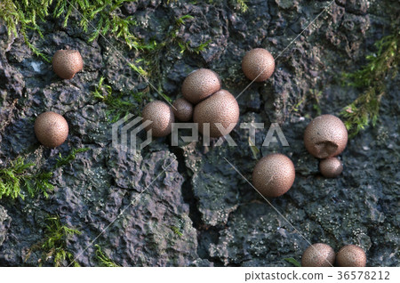 Lycogala epidendrum Lycogala epidendrum 36578212