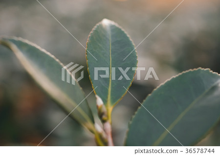 camellia, japanese camellia, winter 36578744