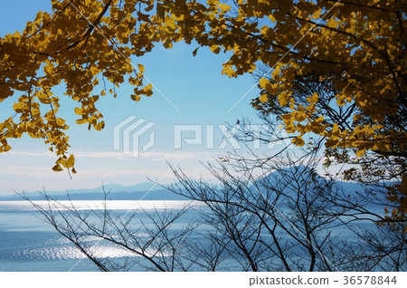 Ginkgo and the sea Ginkgo and the sea 36578844