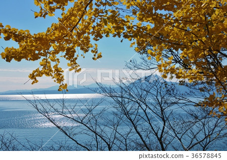 Ginkgo and the sea Ginkgo and the sea 36578845