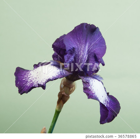 Iris Barbatus flower 36578865