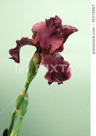 Iris Barbatus flower 36578867