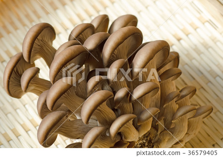 Mushroom Hiraiso Hiratake Hiratake 36579405