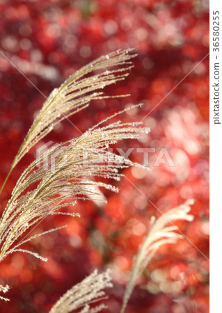 Susuki and autumn leaves Susuki and autumn leaves 36580255