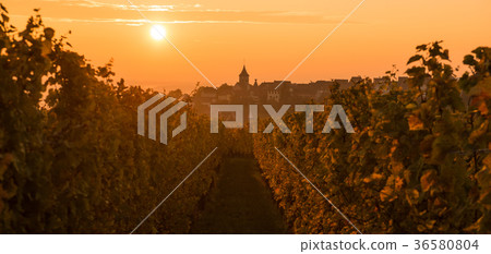 The Village of Zellenberg at sunrise,Alsace vineya 36580804