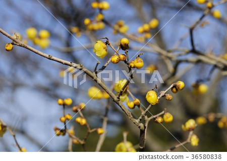Plum blossoms, fragrant wax plume @ Takayama Park, Sakai City, Osaka Prefecture 36580838