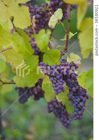 Gewurztraminer grape bunches, Alsace 36580921