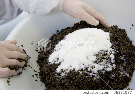 Caviar processing plant, worker mixing sturgeon eg Caviar processing plant, worker mixing sturgeon eg 36581087