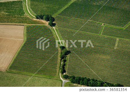 Aerial view of Bordeaux vineyard, France 36581354