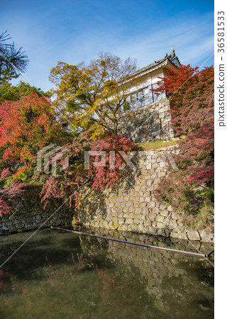 Aichi Okazaki Park A tower of colored leaves Aichi Okazaki Park A tower of colored leaves 36581533