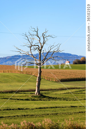 Old Tree Old Tree 36581919