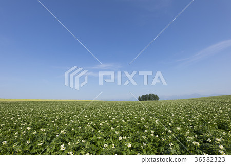 北海道的馬鈴薯田 36582323