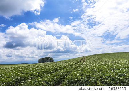 Potato field in Hokkaido 36582335