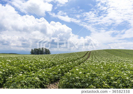 Potato field in Hokkaido 36582338