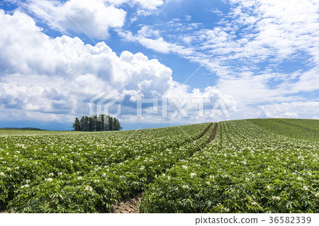 Potato field in Hokkaido 36582339
