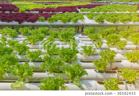 Organic hydroponic vegetable in cultivation farm Organic hydroponic vegetable in cultivation farm 36582433
